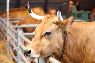 Image showing Asturiana delos Valles Cow