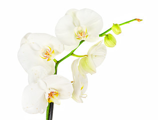 Image showing White orchid