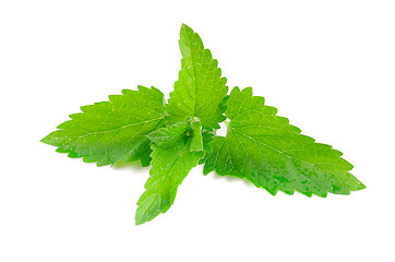 Image showing Green fresh mint