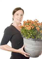 Image showing middle age woman gardener with  beautiful chrysanthemum mum flow