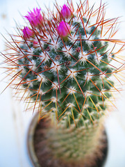 Image showing Flowering Cactus 1