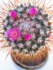 Image showing Flowering Cactus 2