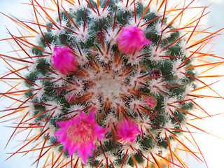 Image showing Flowering Cactus 3