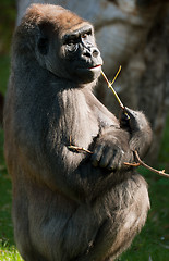 Image showing Western Lowland Gorilla