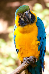 Image showing Blue-and-yellow Macaw 