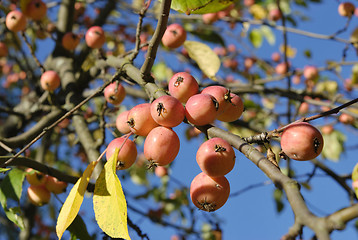 Image showing Small Wild Apples