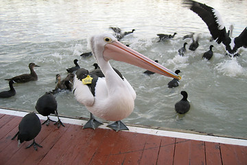 Image showing Pelican