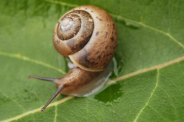 Image showing Small Snail