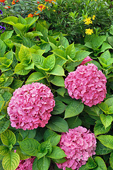 Image showing Flowering  Hydrangea macrophylla shrubs in garden