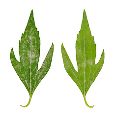 Image showing Diseased leaf of  Rudbeckia laciniata flore pleno – fungal attacked