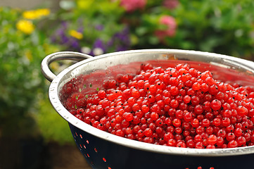 Image showing Fresh red currant berries with water drops in colander