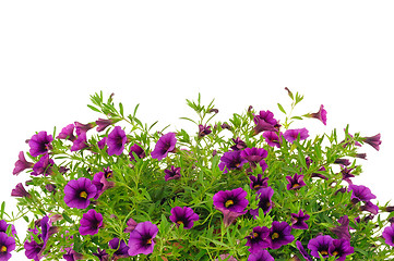 Image showing Petunia, Surfinia flowers over white background