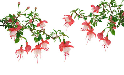 Image showing Fuchsia flowers over white background