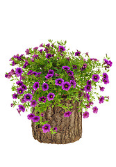 Image showing Petunia, Surfinia flowers on tree trunk over white background