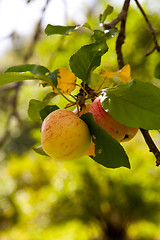 Image showing Fresh apples