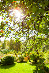 Image showing Apple tree