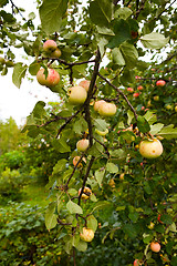 Image showing Apple tree