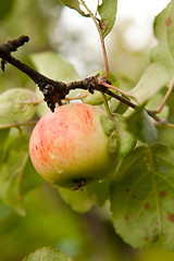 Image showing Apple tree