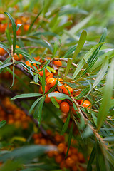 Image showing Sea-buckthorn