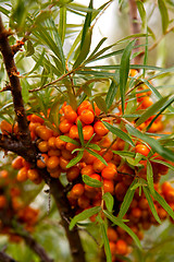 Image showing Sea-buckthorn