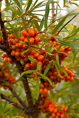 Image showing Sea-buckthorn