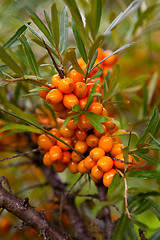 Image showing Sea-buckthorn