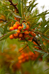 Image showing Sea-buckthorn