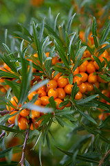 Image showing Sea-buckthorn