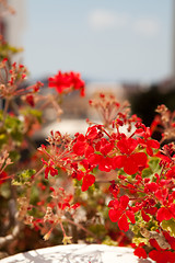 Image showing Geranium flowers in Santorini