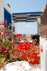 Image showing Geranium flowers in Santorini