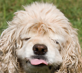 Image showing Cocker Spaniel