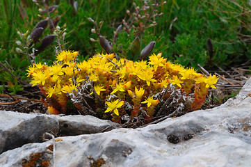 Image showing mountain flower