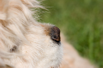 Image showing Cocker Spaniel