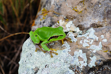 Image showing green frog sitting on a stone