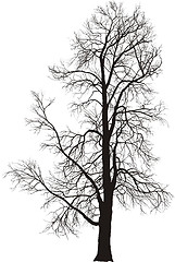 Image showing Chestnut tree