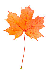 Image showing Autum red maple leaf 
