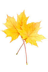 Image showing Autumn yellow maple leaf