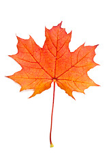 Image showing Autumn red maple leaf