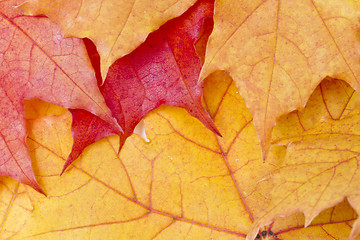 Image showing Red maple leaves background