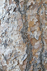 Image showing Tree bark texture background 