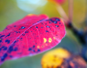 Image showing autumn leaf