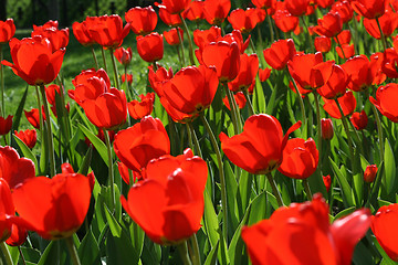 Image showing red tulips