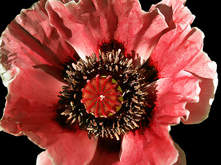Image showing poppy flower