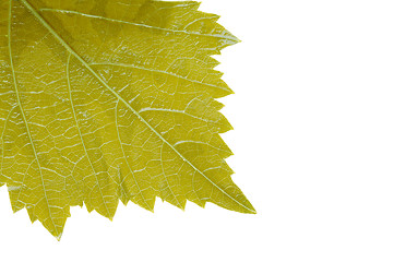 Image showing Grape leaf