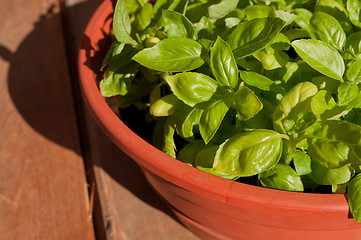 Image showing Potted Basil