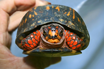 Image showing Box turtle