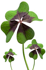 Image showing Clover