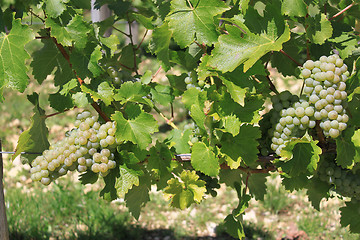 Image showing bunch of grapes