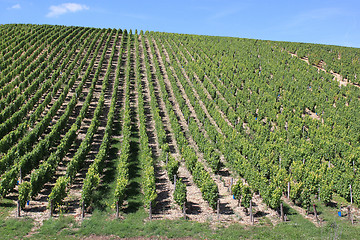 Image showing Vineyard