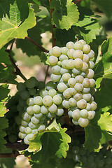 Image showing bunch of grapes